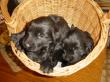 Flat Coated Retriever - Rüde