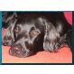Flat Coated Retriever Welpen - Hündin