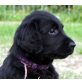 Flat Coated Retriever Welpen - Hündin