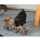 Flat Coated Retriever Welpen - Hündin