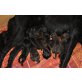 Flat Coated Retriever Welpen - Hündin
