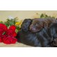 Flat Coated Retriever Welpen - Hündin