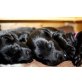 Flat Coated Retriever Welpen - Hündin