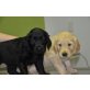 Flat Coated Retriever Welpen - Hündin