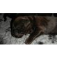 Flat Coated Retriever Welpen - Hündin