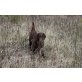 Flat Coated Retriever Welpen - Hündin