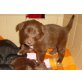 Flat Coated Retriever  Welpen - Hündin