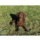 Flat Coated Retriever Welpen - Rüde