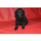 Flat Coated Retriever Welpen - Rüde