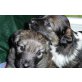Flat Coated Retriever und Australian Shepherd Welpen - Hündin