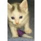 Flauschibabykatzigeschwister Speedy & Silky , 2 supersüsse Flauschibabykatzigeschwister  - Katze