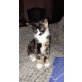 Flavia, BKH/Ägytische Mau - Katze