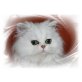 Flavia vom Marchfeld, Perser mit Nase - Katze