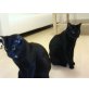 Flavio und Stich, EKH - Kater