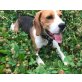 Fleck, Beagle - Rüde