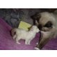 Fleckchen, Ragdoll/Persermix - Katze