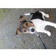 Flecki, Jack-Russell-Terrier Welpen - Rüde