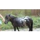 Flecki, Pony - Wallach
