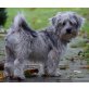 Flecki, Shih-Tzu/Malteser-Mischling - Rüde