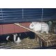 Flecki und Snoopy, Zwergkaninchen kurz und langhaar