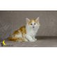 Flemming, Norwegische Waldkatze - Kater