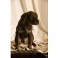 Fletcher und Logan , Rottweiler/ Schäferhund Welpen - Rüde
