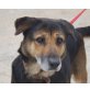 Fleur - NOTFALL, Schäferhund Mix - Hündin