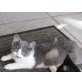 Flexi, Süße weib Katze sucht einen Platz mit Garten  - Katze
