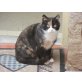 Flickerl, Europ.Kurzhaar - Katze