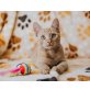 Flint, Mischling - Kater
