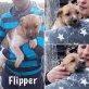 Flipper, Bernhardinermischling Welpen - Rüde