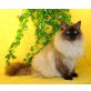 Flipper, Neva Masquarade - Kater