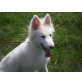 Flipsy, Weißer Schweizer Schäferhund - Hündin