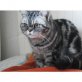 Flitz, Britisch Kurzhaarkatze - Katze