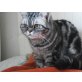 Flitz, Katzendame Flitz sucht gemütliches Zuhause - Katze