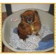 Flo, Allerliebste Pekinesen-Papillon-Mini-Dame Flo - Hündin
