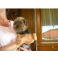 Flo, Yorkshire Terrier - Hündin