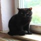 Floby, EKH - Kater