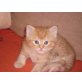 Flocke / Doulittle, Karthäuser/Perser - Kater