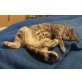 Flocke, Hauskatze - Katze