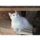 Flocke, Hauskatzen - Katze