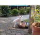 Flocke, Kromfohrländer / Parson Jack Russel - Mix Welpen - Hündin