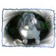 Flocke, Mini Lop - weiblich