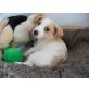 Flocki, Dackel und Jack Russel Welpen - Rüde