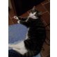 Flocki, Kater sucht liebevolles Zuhause - Kater