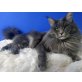 Flocki, Maine Coon - Kater