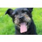 Flocki, aufgeweckter Zwergschnauzer?-Mischling - Rüde