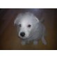 Flocki, malteser-jack russel Welpen - Rüde