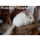 Flöckchen, Langschwanzchinchilla - weiblich