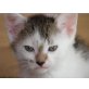 Flöckchen u.a., Katzenkinder suchen Kuschelplatz - Katze